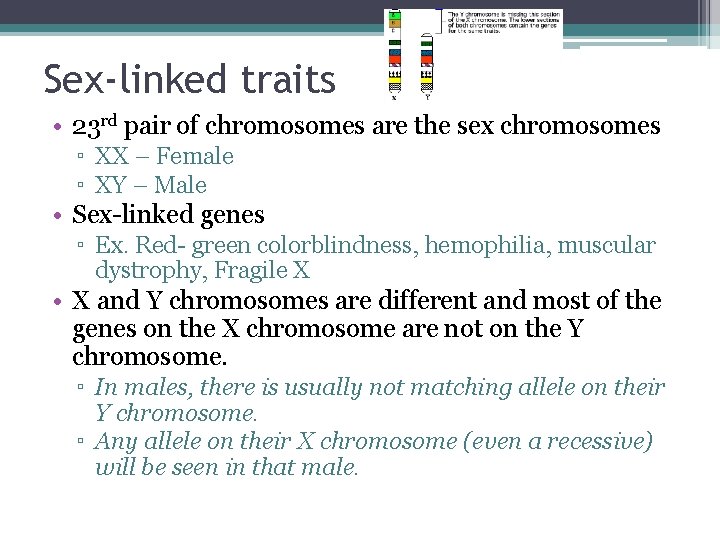 Sex-linked traits • 23 rd pair of chromosomes are the sex chromosomes ▫ XX