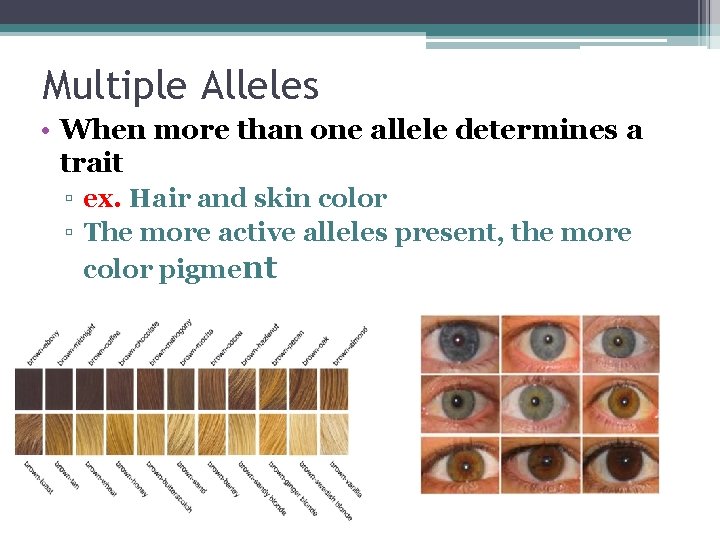 Multiple Alleles • When more than one allele determines a trait ▫ ex. Hair