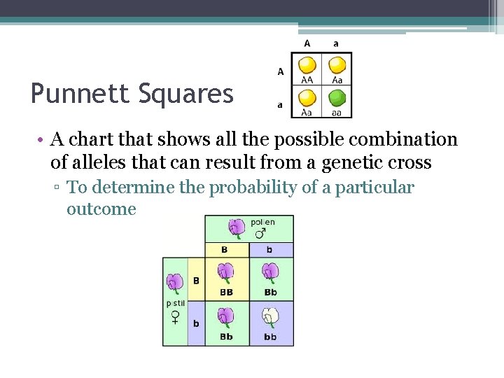 Punnett Squares • A chart that shows all the possible combination of alleles that