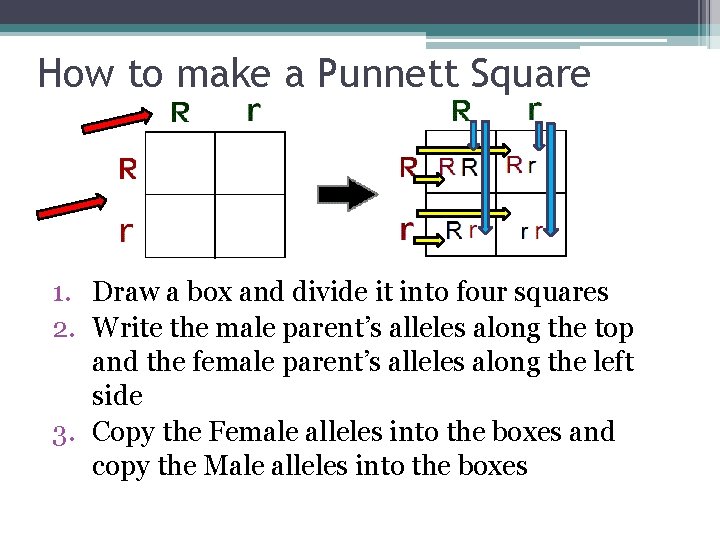 How to make a Punnett Square 1. Draw a box and divide it into