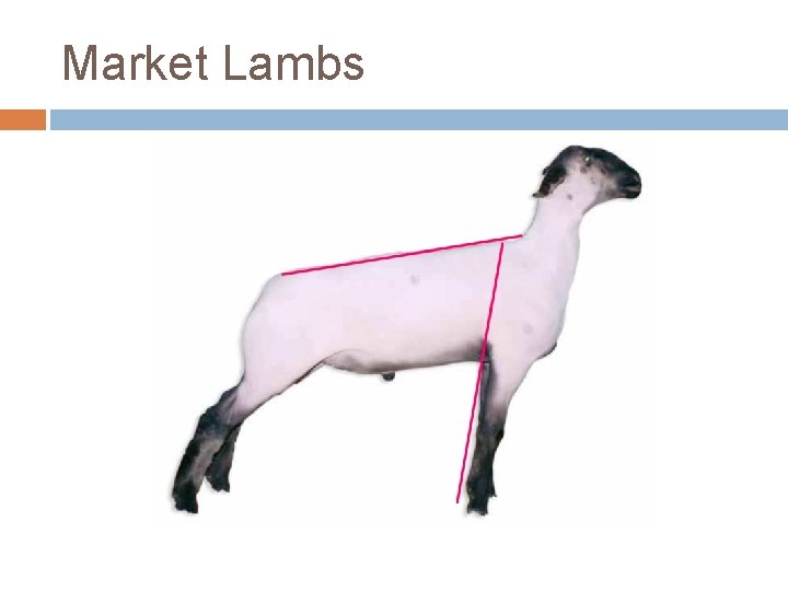 Market Lambs 