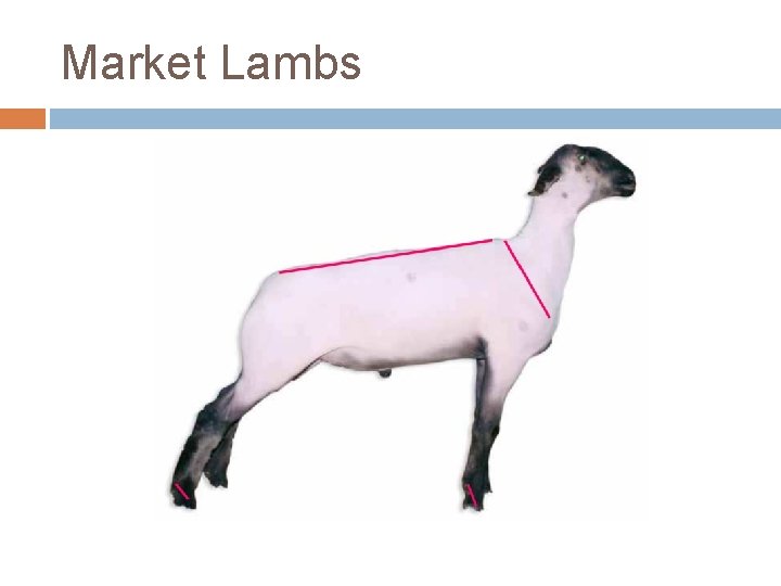 Market Lambs 