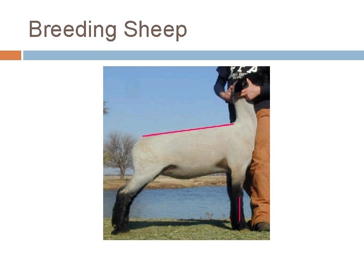 Breeding Sheep 