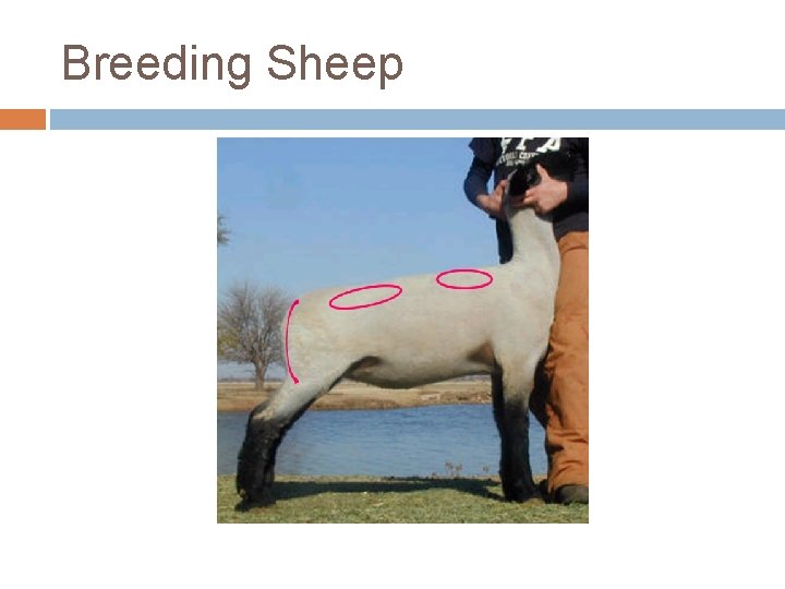 Breeding Sheep 