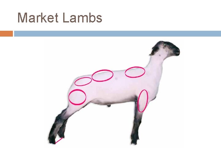 Market Lambs 