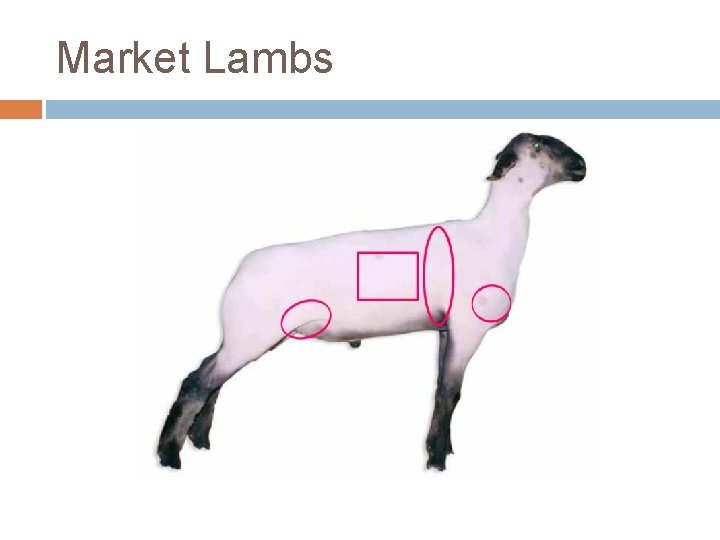 Market Lambs 