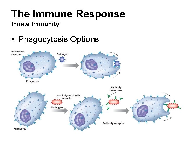 The Immune Response Innate Immunity • Phagocytosis Options 