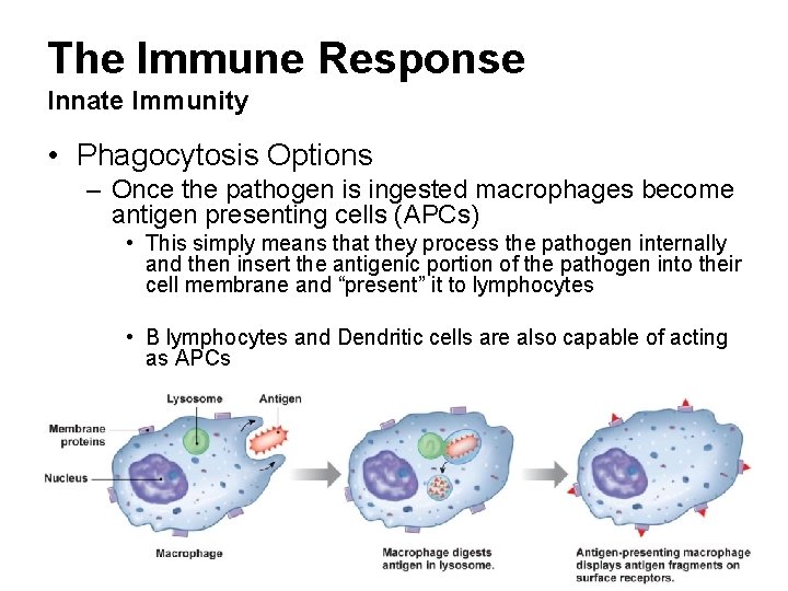 The Immune Response Innate Immunity • Phagocytosis Options – Once the pathogen is ingested