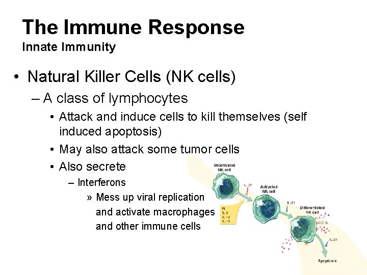 The Immune Response Innate Immunity • Natural Killer Cells (NK cells) – A class