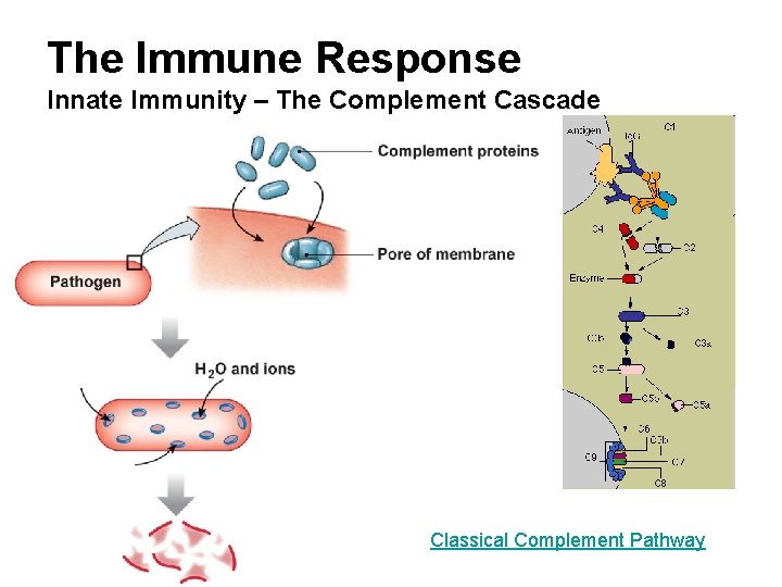 The Immune Response Innate Immunity – The Complement Cascade Classical Complement Pathway 