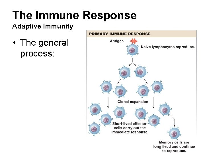 The Immune Response Adaptive Immunity • The general process: 