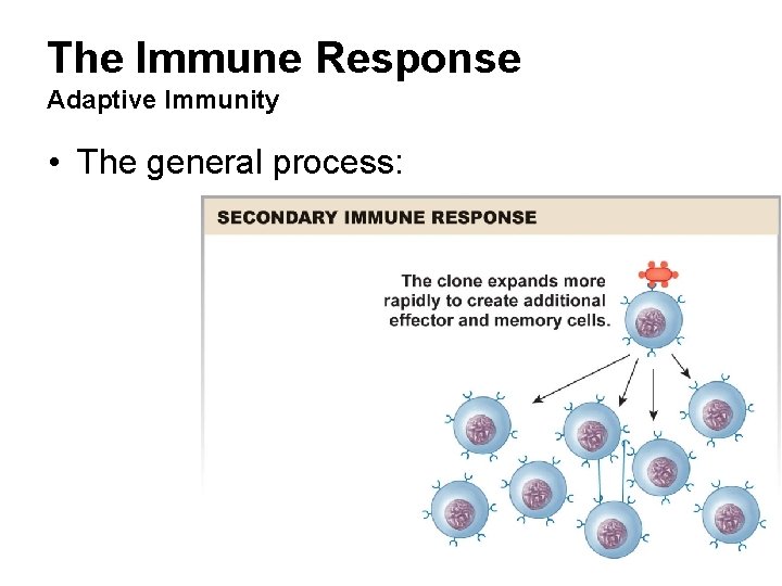 The Immune Response Adaptive Immunity • The general process: 