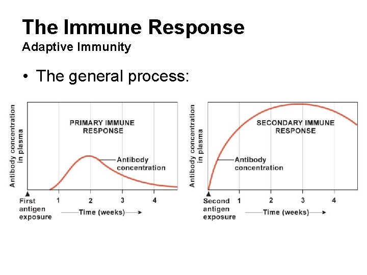 The Immune Response Adaptive Immunity • The general process: 