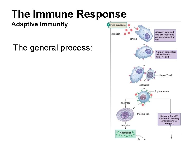 The Immune Response Adaptive Immunity The general process: 