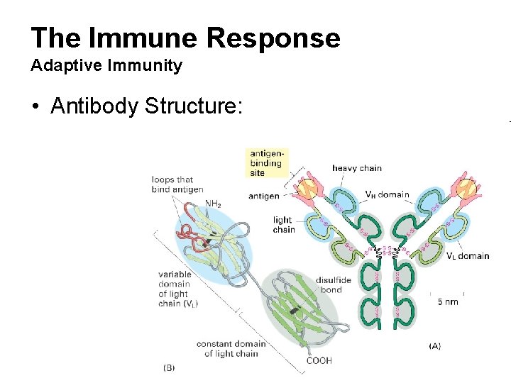 The Immune Response Adaptive Immunity • Antibody Structure: 