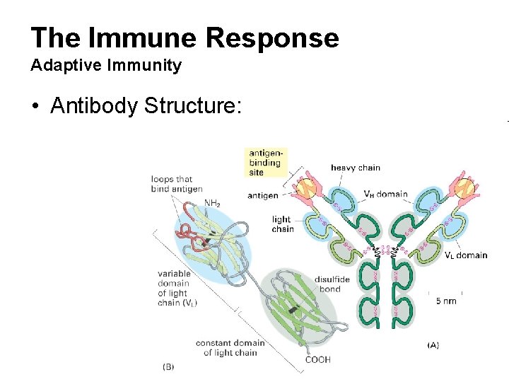 The Immune Response Adaptive Immunity • Antibody Structure: The Immune Response Adaptive Immunity • Antibody Structure: