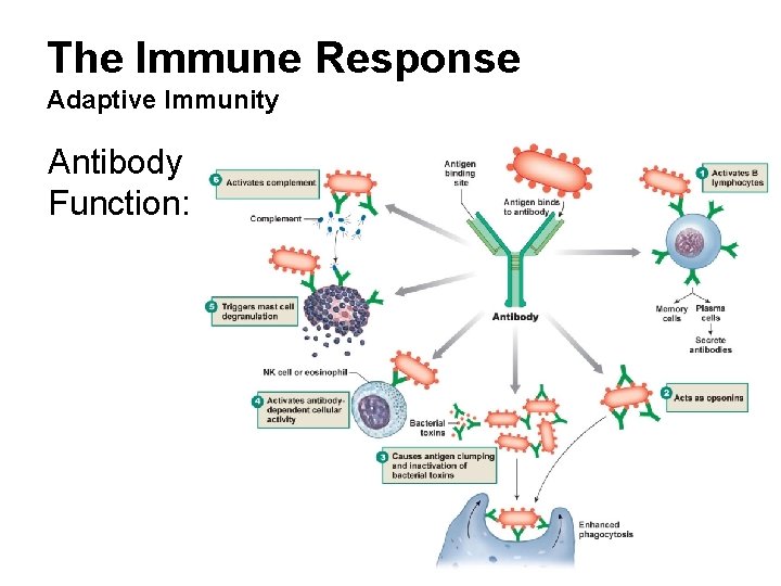 The Immune Response Adaptive Immunity Antibody Function: 