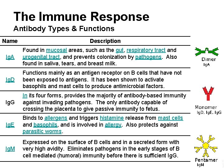 The Immune Response Antibody Types & Functions Name Description Ig. A Found in mucosal The Immune Response Antibody Types & Functions Name Description Ig. A Found in mucosal