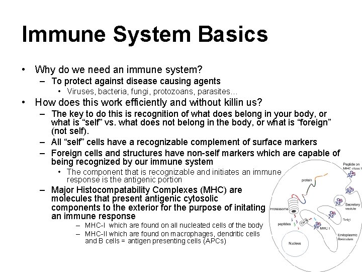 Immune System Basics • Why do we need an immune system? – To protect