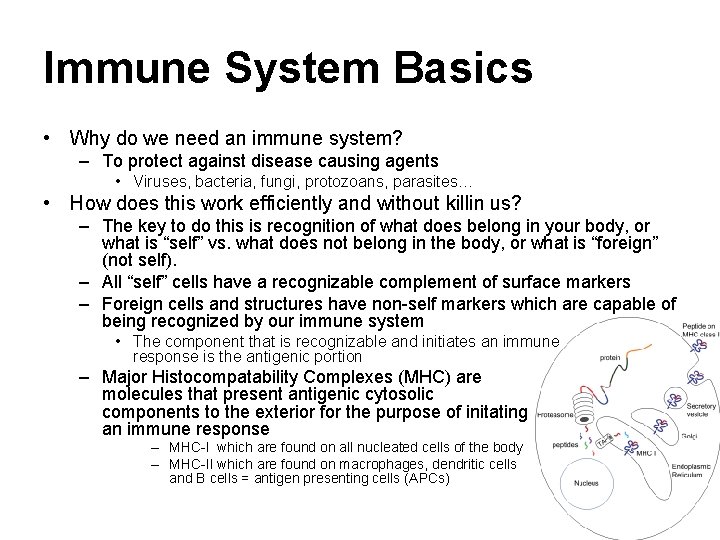 Immune System Basics • Why do we need an immune system? – To protect Immune System Basics • Why do we need an immune system? – To protect
