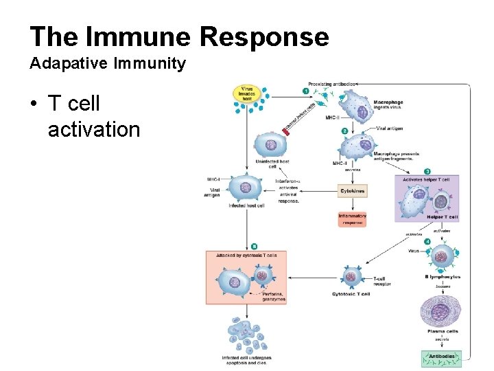 The Immune Response Adapative Immunity • T cell activation 