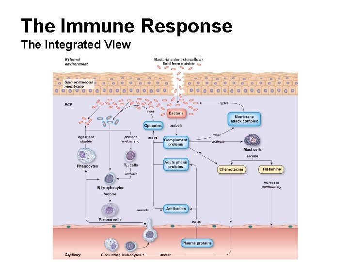 The Immune Response The Integrated View 