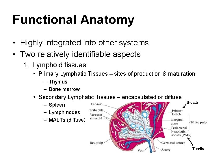 Functional Anatomy • Highly integrated into other systems • Two relatively identifiable aspects 1.