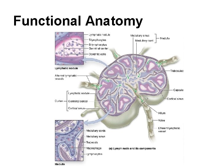 Functional Anatomy Functional Anatomy