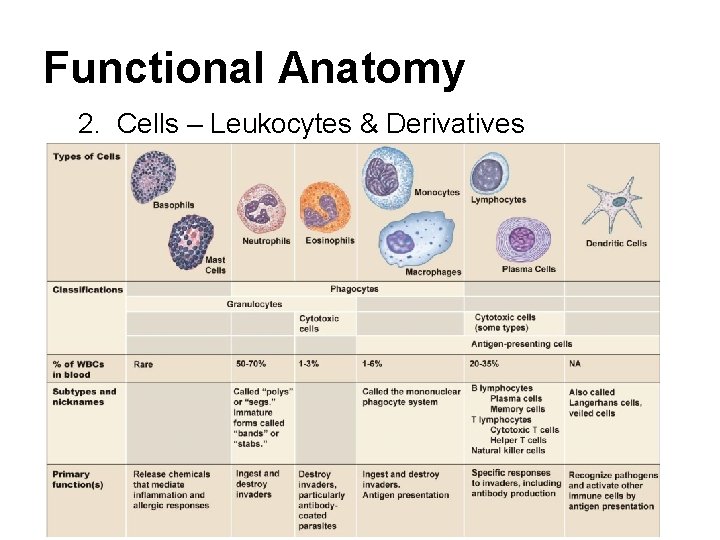 Functional Anatomy 2. Cells – Leukocytes & Derivatives Functional Anatomy 2. Cells – Leukocytes & Derivatives