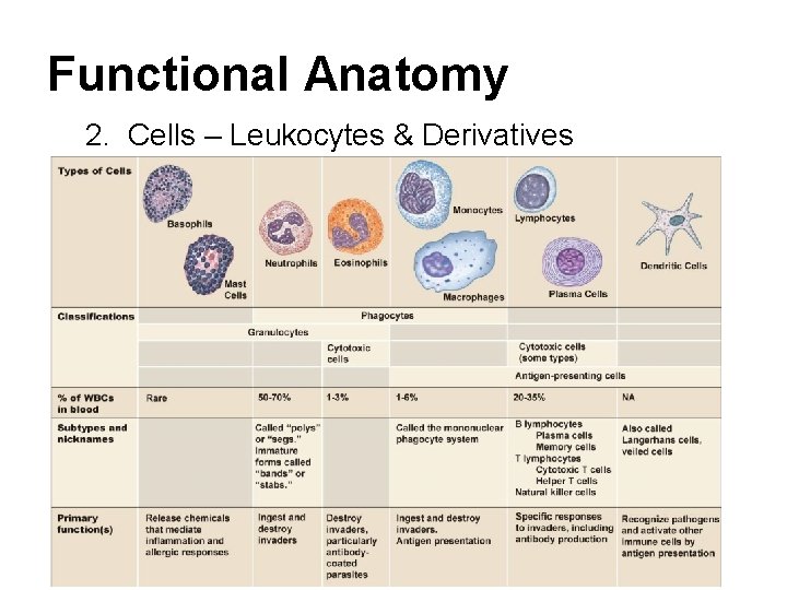 Functional Anatomy 2. Cells – Leukocytes & Derivatives 