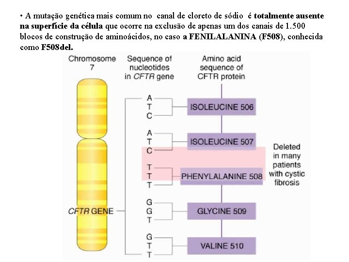  • A mutação genética mais comum no canal de cloreto de sódio é