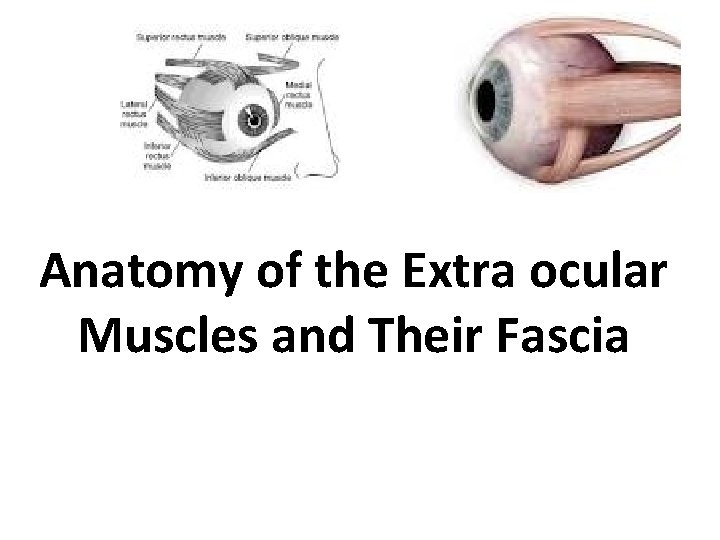 Anatomy of the Extra ocular Muscles and Their Fascia Anatomy of the Extra ocular Muscles and Their Fascia