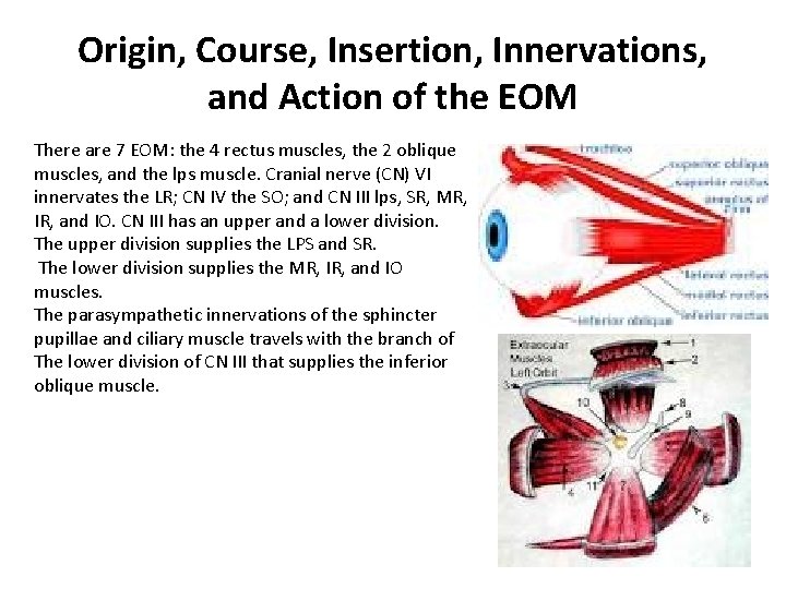 Origin, Course, Insertion, Innervations, and Action of the EOM There are 7 EOM: the Origin, Course, Insertion, Innervations, and Action of the EOM There are 7 EOM: the