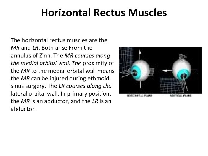 Horizontal Rectus Muscles The horizontal rectus muscles are the MR and LR. Both arise Horizontal Rectus Muscles The horizontal rectus muscles are the MR and LR. Both arise