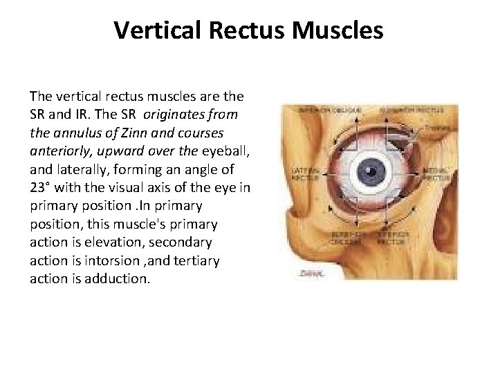 Vertical Rectus Muscles The vertical rectus muscles are the SR and IR. The SR Vertical Rectus Muscles The vertical rectus muscles are the SR and IR. The SR
