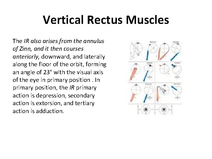 Vertical Rectus Muscles The IR also arises from the annulus of Zinn, and it Vertical Rectus Muscles The IR also arises from the annulus of Zinn, and it