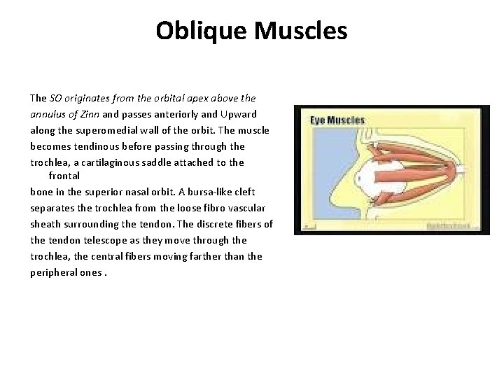Oblique Muscles The SO originates from the orbital apex above the annulus of Zinn Oblique Muscles The SO originates from the orbital apex above the annulus of Zinn