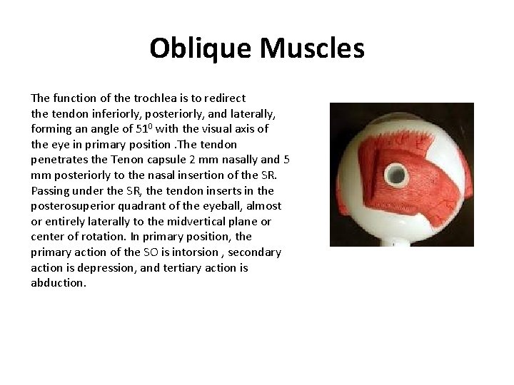 Oblique Muscles The function of the trochlea is to redirect the tendon inferiorly, posteriorly, Oblique Muscles The function of the trochlea is to redirect the tendon inferiorly, posteriorly,