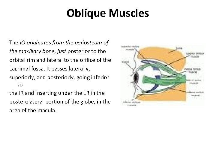 Oblique Muscles The IO originates from the periosteum of the maxillary bone, just posterior Oblique Muscles The IO originates from the periosteum of the maxillary bone, just posterior