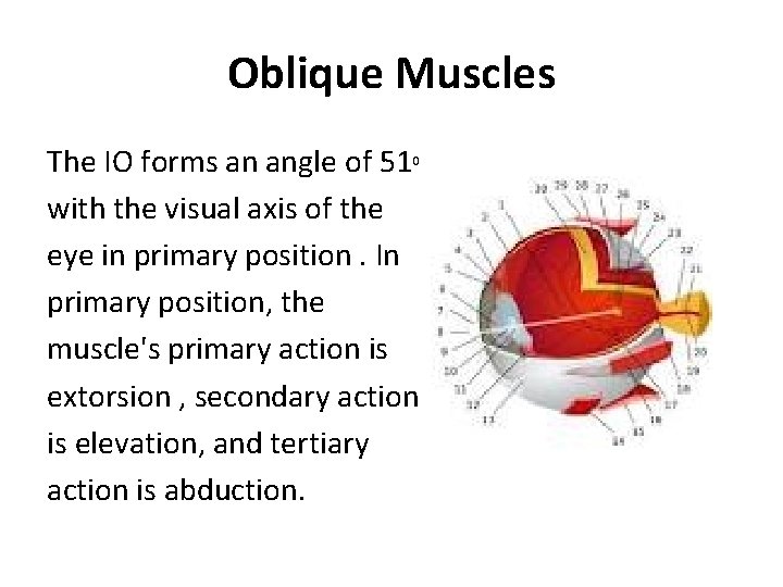 Oblique Muscles The IO forms an angle of 510 with the visual axis of Oblique Muscles The IO forms an angle of 510 with the visual axis of