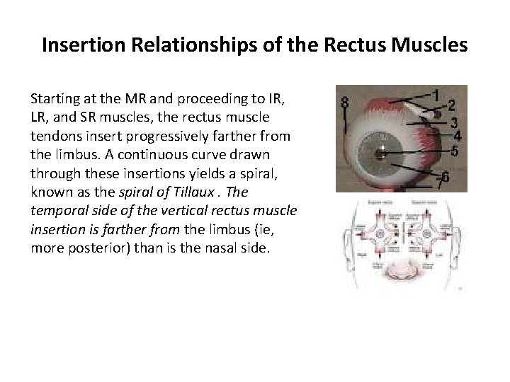 Insertion Relationships of the Rectus Muscles Starting at the MR and proceeding to IR, Insertion Relationships of the Rectus Muscles Starting at the MR and proceeding to IR,