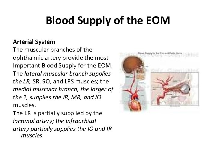 Blood Supply of the EOM Arterial System The muscular branches of the ophthalmic artery Blood Supply of the EOM Arterial System The muscular branches of the ophthalmic artery