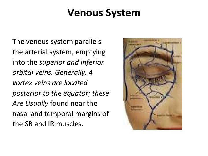 Venous System The venous system parallels the arterial system, emptying into the superior and Venous System The venous system parallels the arterial system, emptying into the superior and