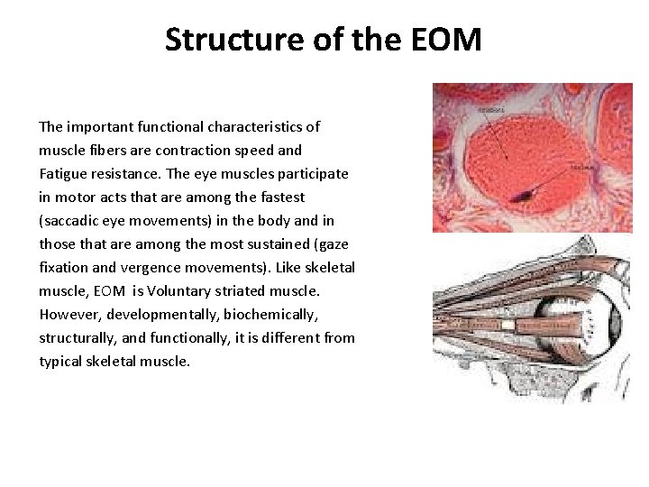 Structure of the EOM The important functional characteristics of muscle fibers are contraction speed Structure of the EOM The important functional characteristics of muscle fibers are contraction speed