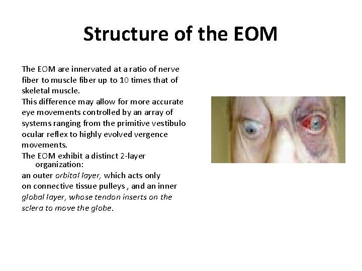 Structure of the EOM The EOM are innervated at a ratio of nerve fiber Structure of the EOM The EOM are innervated at a ratio of nerve fiber