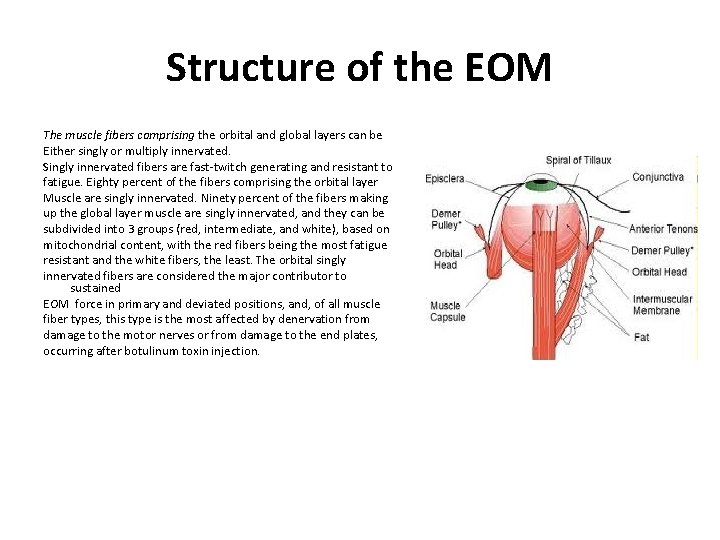 Structure of the EOM The muscle fibers comprising the orbital and global layers can Structure of the EOM The muscle fibers comprising the orbital and global layers can