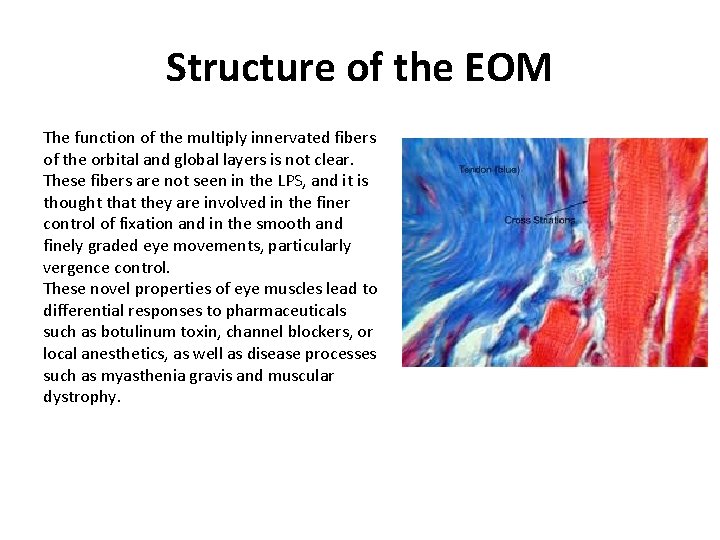 Structure of the EOM The function of the multiply innervated fibers of the orbital Structure of the EOM The function of the multiply innervated fibers of the orbital