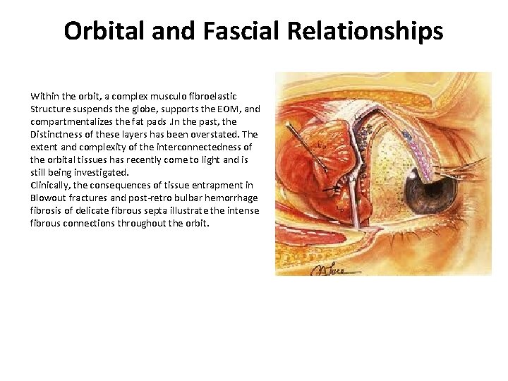 Orbital and Fascial Relationships Within the orbit, a complex musculo fibroelastic Structure suspends the Orbital and Fascial Relationships Within the orbit, a complex musculo fibroelastic Structure suspends the