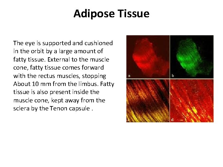Adipose Tissue The eye is supported and cushioned in the orbit by a large Adipose Tissue The eye is supported and cushioned in the orbit by a large