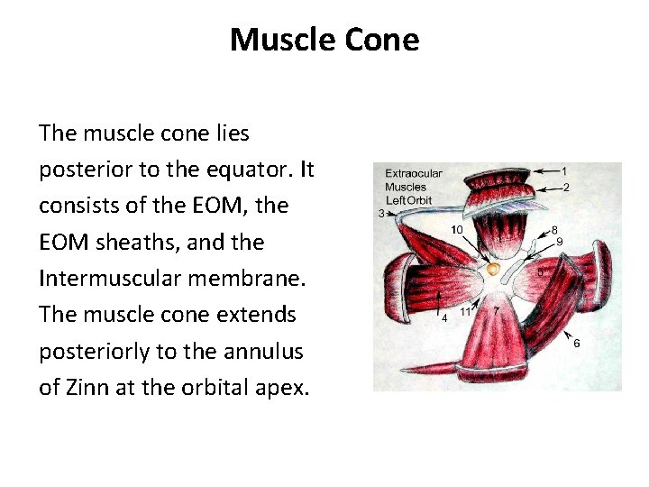 Muscle Cone The muscle cone lies posterior to the equator. It consists of the Muscle Cone The muscle cone lies posterior to the equator. It consists of the